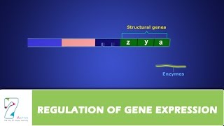 REGULATION OF GENE EXPRESSION [upl. by Ennoitna]