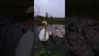 Swan Family Closeup Barton Seagrave Kettering swans birds whiteswans whiteswans nature [upl. by Eseerehs]