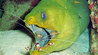 Facts The Green Moray Eel [upl. by Intruoc]