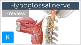 Hypoglossal nerve course and branches preview  Human Neuroanatomy  Kenhub [upl. by Ahsyia317]