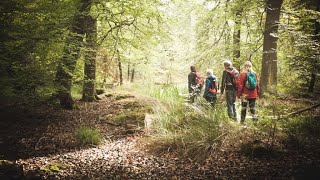 wandern wald adventure nature wald travel freizeit [upl. by Lakim435]