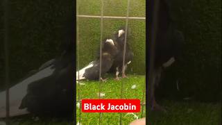 Black Jacobin fancy Kabutar pair jacobinpigeons fancy shorts viralvideo trending [upl. by Eimmaj]