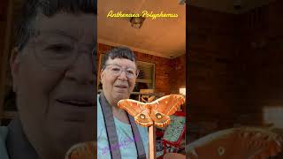 Selfie video with Antheraea Polyphemus giantsilkmoth patiolife [upl. by Ahsinac]