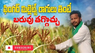 ఫింగర్ మిలెట్స్ రాగి తింటే బరువు తగ్గవచ్చుపిండి వంటలు తయారు చేసుకోవచ్చుFinger millets poaceae [upl. by Evetta]