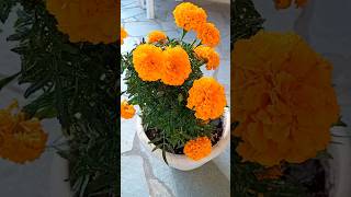 Tagetes Erecta Plant 🧡 Marigold Plant κατιφές marigold shorts tagetes flowers plants nature [upl. by Yessej12]