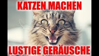 Katzen machen lustige Geräusche 😆 [upl. by Lenssen]