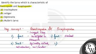 Identify the larva which is characteristic of Gastropoda and Scaphopoda  A trochophore B ve [upl. by Eniagrom]