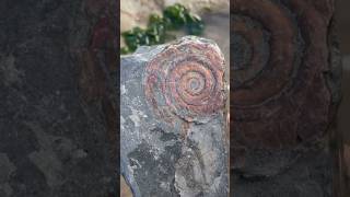 Shiny ammonite [upl. by Haff]