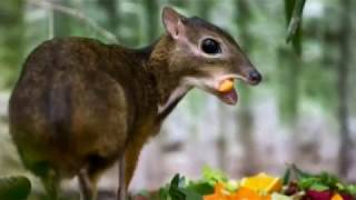 Hamstersized deer born in Fuengirola Biopark Spain [upl. by Mayyahk]