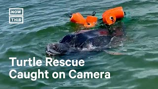 900lb Turtle Rescued After Getting Tangled in Buoys 🥺 [upl. by Rap258]