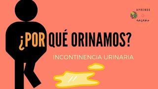 Fisiología de la micción e incontinencia urinaria [upl. by Yrrab]