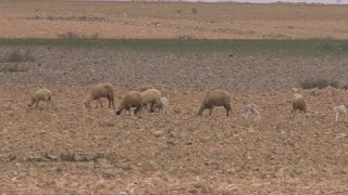 Maroc  la sécheresse à lorigine dun exode rural [upl. by Inkster]