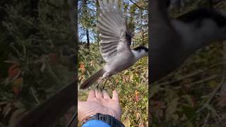 Superior National Forest Canada Jays Eating Breakfast With Us in MN Rustic Campgrounds [upl. by Nadia]