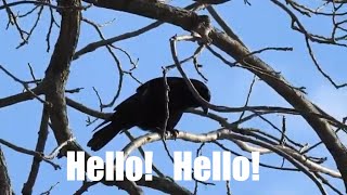 Talking Wild Crow says HELLO caught on camera [upl. by Helbona]