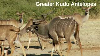 Antelopes Antelope Species [upl. by Afrikah650]