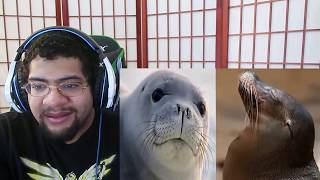 The Tier Zoo Seal Vs Sea Lion [upl. by Keifer]