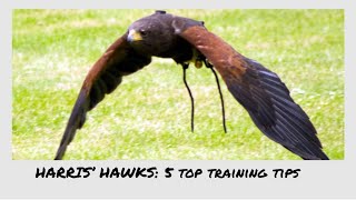 FALCONRY Five tips to train your Harris’ Hawk [upl. by Eivets69]