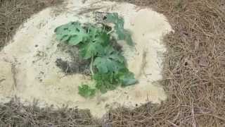 How to grow GIANT watermelons [upl. by Rollecnahc]