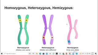 What is Homozygous Heterozygous and Hemizygous [upl. by Zorine]