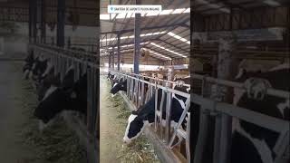 Palpasi rektal pada induk sapi FH cow sapibunting [upl. by Hsemin]