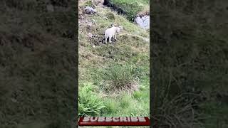 Wild Sheep and Waterfalls at Scafell Pike 🐏 scafellpike scafell lakedistrict waterfall sheep [upl. by Sjoberg]