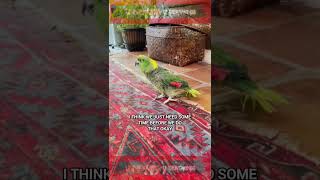 Parrot Tricks and Attacks Owner shorts creepy scary [upl. by Kal]