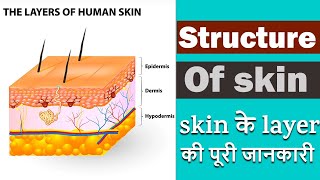 Structure of skin I Layers of skin in Hindi I Anatomy of skin [upl. by Linis]