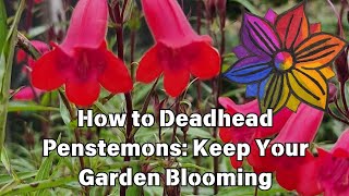 How to Deadhead Penstemons Keep Your Garden Blooming [upl. by Linnette]