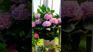 hydrangeamacrophyllaгортензияgardenгортензіяflowers parkjardinshortsアジサイсадnaturesummer [upl. by Lainahtan]