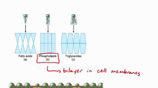 Lipids Crash Course [upl. by Irama]