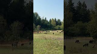 Welcome to the Acreage  JAMMD5 ACRES  sunnyday goats paradise countrylife nature hobbyfarm [upl. by Dorry]