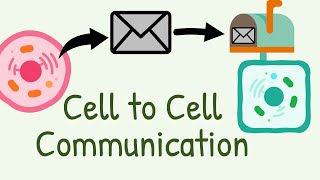 Cell to Cell Communication  Types of signaling [upl. by Ennaegroeg]