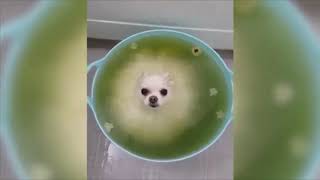 dissolving my dog in hydrochloric acid WORKING SOLUTION 2014 [upl. by Aleina275]