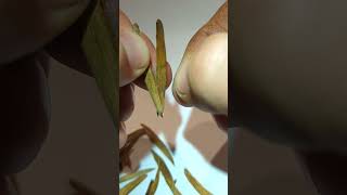 Opening a damaged black brown ash seed [upl. by Maddocks]