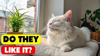 Cat Secrets Exposed 14 Things Cats Love You Won’t Believe 3 🐾😺 [upl. by Merrel]