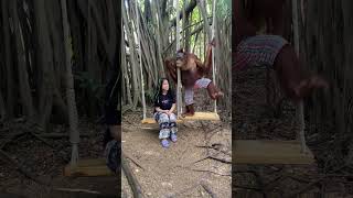 Funny interaction with an Orangutan orangutan funny funnyanimals thailand cute animals shorts [upl. by Yemrots956]