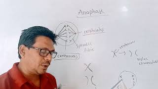 mitosis  anaphase class 10 science chapter 2 life processes in living organisms part 1 [upl. by Reg394]