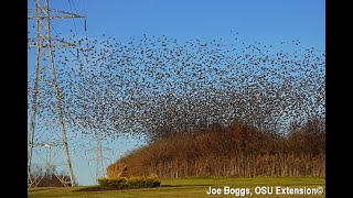 Starlings Mesmerizing Murmurations in Southwest Ohio [upl. by Annovoj699]