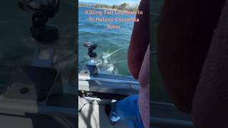 Fall Chinook 2024 fishing columbiariver outdoors salmon [upl. by Atteselrahc505]