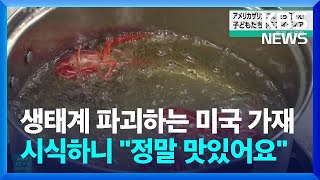 글로벌K 생태계 파괴하는 미국 가재…시식해보니 quot정말 맛있어요quot  KBS 20240624 [upl. by Chaffee]