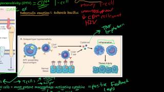 81P DelayedType Hypersensitivity TCellMediated Type IV Hypersensitivity [upl. by Llennod553]