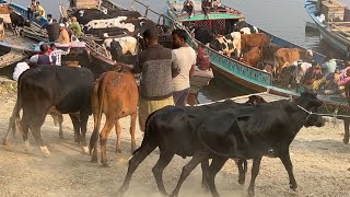 Full Jomjomat Hazratpur Gorur Haat  Huse Size Cow Market  popular cow market Hazratpur Gorur Haat [upl. by Ennyl]