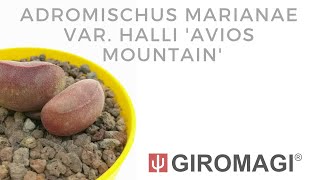 Adromischus marianae var Halli Avios Mountain [upl. by Diego]