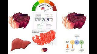 Cytochrome P450  Cytochrome P450 for Xenobiotic Metabolism in Smooth Endoplasmic Reticulum SER [upl. by Gingras]