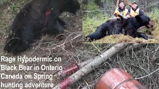 Rage Hypodermic Titanium test destroys Black Bear in Canada perfect shot placement Mathews bow POV [upl. by Marve]