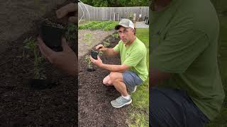 How to plant a “leggy” tomato homegrowntomato vegetablegarden gardening farming tomatoes [upl. by Komsa]