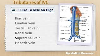 Tributaries of Inferior Vena Cava  My Medical Mnemonics [upl. by Dale]