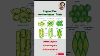 Understanding Permanent Tissues in Plants Parenchyma Collenchyma amp Sclerenchyma Explained [upl. by Dorcas]