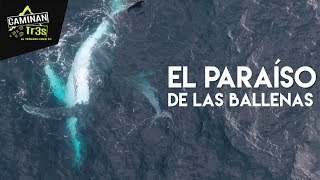 EL PARAÍSO DE LAS BALLENAS JOROBADAS CUMBILINCHERO  CaminanTr3s El tercero eres tú [upl. by Arot748]