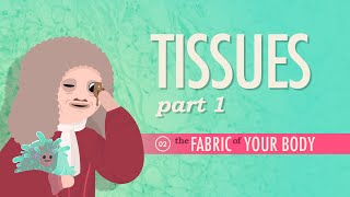 Tissues Part 1 Crash Course Anatomy amp Physiology 2 [upl. by Aspasia]